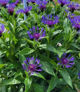 Centaurea montana